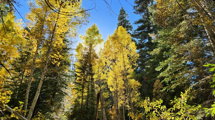 Photo of trees at Sequioa National Forest with vibrant yellow leaves.